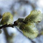 В Украину движется прохладный северный воздух