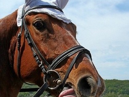 В галерее «Академия» откроется фотовыставка лошадей