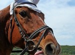 В галерее «Академия» откроется фотовыставка лошадей