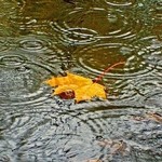 Конец недели будет холодным и дождливым (прогноз синоптиков)