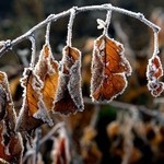 Ноябрь начнется снижением температуры