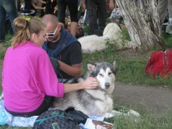 В Харькове выбрали самого-самого лохматого и хвостатого