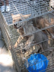 В Харьковском зоопарке появились канадские волчата 