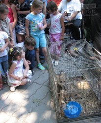 В Харьковском зоопарке появились канадские волчата 