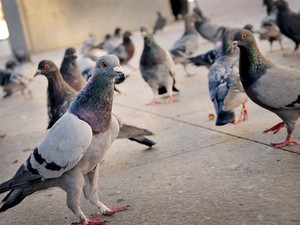 В Муниципалке поселятся одесские голуби