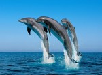 Сегодня Всемирный день китов и дельфинов.