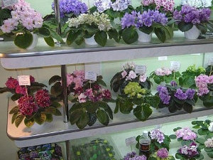 Открылась выставка фиалок