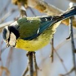 Прогноз погоды в Украине на понедельник, 10 ноября
