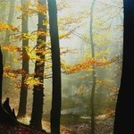 Прогноз погоды в Украине на среду, 12 ноября