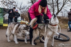 В Харькове впервые прошли гонки на собачьих упряжках