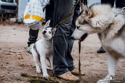 В Харькове впервые прошли гонки на собачьих упряжках