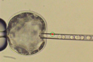 Ученые создали первый жизнеспособный эмбрион гибрида человека и свиньи