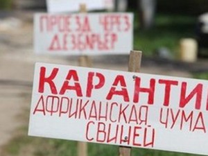 Под Харьковом - вспышка африканской чумы свиней. Объявлен карантин