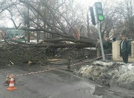 В центре Харькова рухнувшее дерево перегородило дорогу (ФОТО)