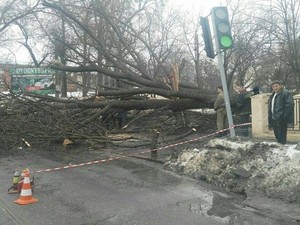 В центре Харькова рухнувшее дерево перегородило дорогу (ФОТО)