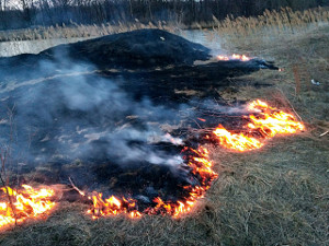 В Журавлевском гидропарке подожгли траву: выгорели огромные площади (ФОТО)