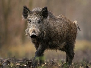 Очередная вспышка АЧС под Харьковом: в этот раз погибли дикие кабаны