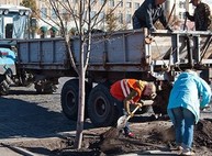 На площади Свободы высаживают липы