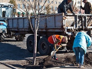 На площади Свободы высаживают липы