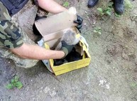 Коробка с котятами на Академика Павлова подняла по тревоге взрывотехников (ФОТО)
