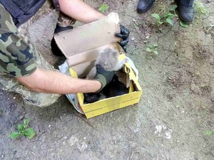 Коробка с котятами на Академика Павлова подняла по тревоге взрывотехников (ФОТО)