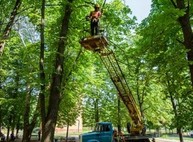 В Харькове проводят санитарную обрезку деревьев (ФОТО)