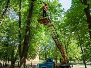 В Харькове проводят санитарную обрезку деревьев (ФОТО)
