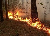 Вокруг Харькова полыхают лесные пожары