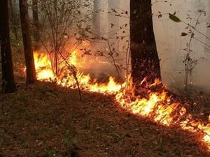Вокруг Харькова полыхают лесные пожары