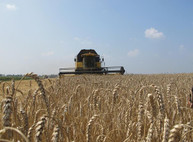 Светличная: По прогнозам аграриев Харьковщина останется в лидерах по валовому сбору зерновых