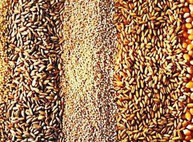 Высокое содержание углекислого газа в атмосфере ухудшает качество продуктов питания