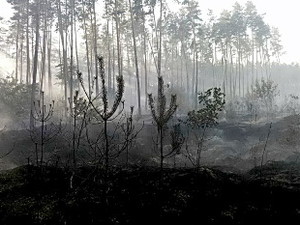 Пожары Харьковщины: в Балаклее сгорел хвойный лес, под Изюмом — хозпостройки (ФОТО)