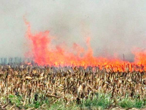 В Венгрии горят поля с ГМ-посевами