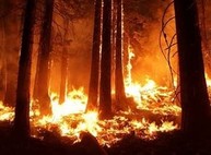 Сельские жители сожгли свои сараи и ближайший лес (ФОТО)