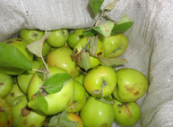 На Харьковщине «обнесли» яблоневый сад (ФОТО)