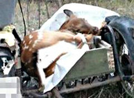 Двое браконьеров задержаны с трупом животного (ФОТО)