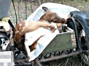 Двое браконьеров задержаны с трупом животного (ФОТО)