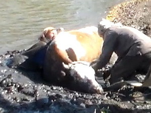 Харьковские спасатели вытащили из трясины женщину и корову (ФОТО)