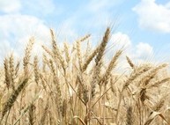 Первый миллион тонн зерна нового урожая собрали в Харьковской области