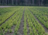 Харьковскую область засаживают соснами и дубами