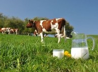 Харьковское молоко скоро будет котироваться в Европе