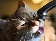 Адреса отключений воды на сегодня