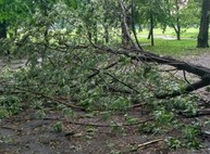 Последствия стихии в Харькове: поваленные деревья и обесточенные дома