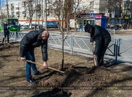 Стартовал сезон высадки деревьев: начали с Павлова Поля (ФОТО)