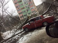 Дерево рухнуло на «Жигули» в одном из дворов на Алексеевке (ФОТО)
