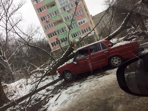 Дерево рухнуло на «Жигули» в одном из дворов на Алексеевке (ФОТО)