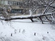 Харьковчан просят сообщать об упавших деревьях