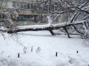 Харьковчан просят сообщать об упавших деревьях