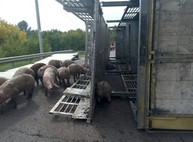 Под Харьковом перевернулся грузовик, перевозивший свиней (ФОТО, ВИДЕО)