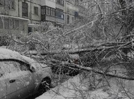 Снежный армагеддон в Харькове: буря повалила десятки деревьев (ФОТО)